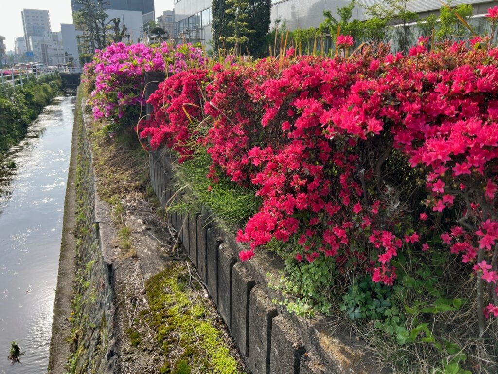 ソフトパーク内の開花の写真