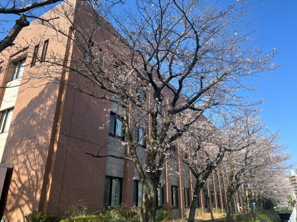 North Field北側の桜の木の画像