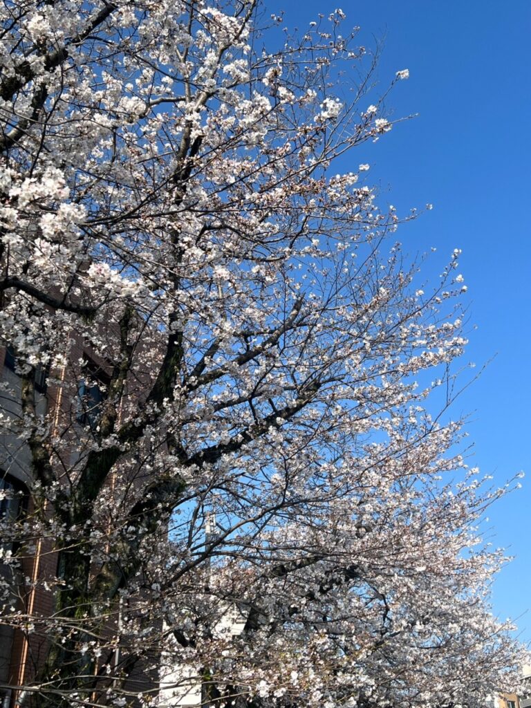 2024年4月1日月曜日、桜が満開の様子の画像