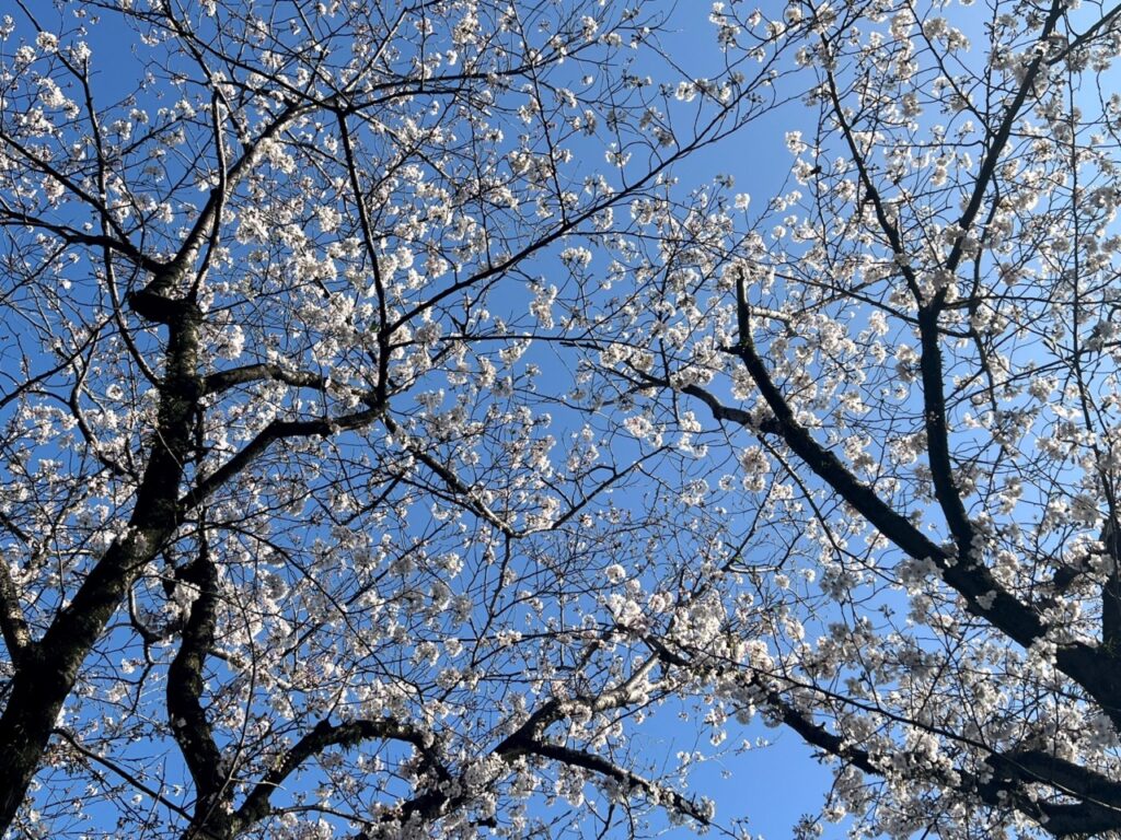 2024年4月1日(月) 桜が満開の様子を見上げた画像