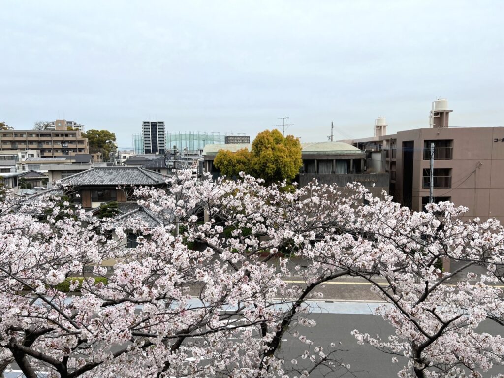 North Field 3階の窓から見た桜の様子